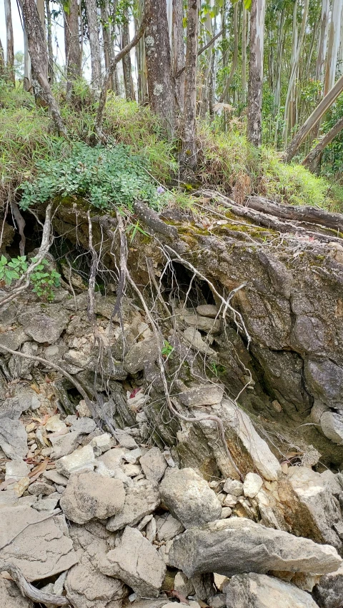 a very old tree covered hill in the woods