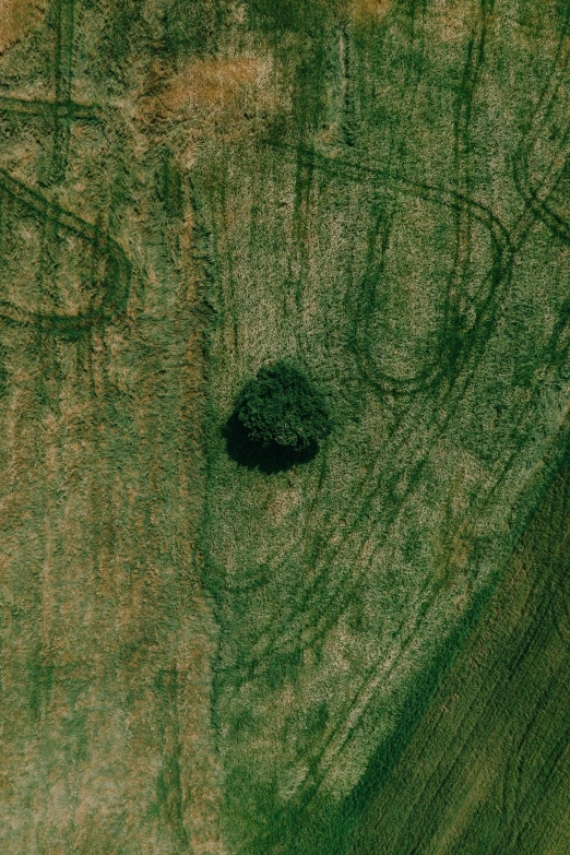 a tree stump with a hole in the middle