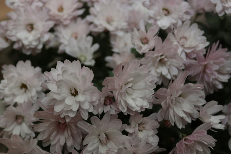 a closeup of flowers blooming in a garden