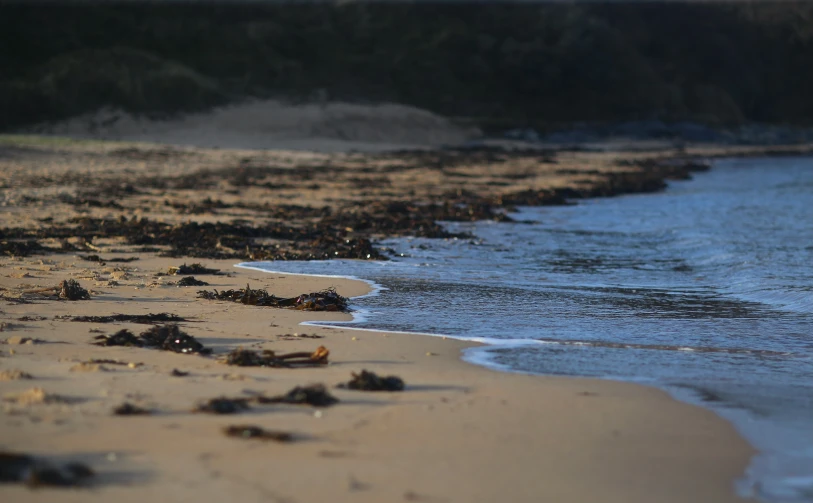 a close up of a beach near water