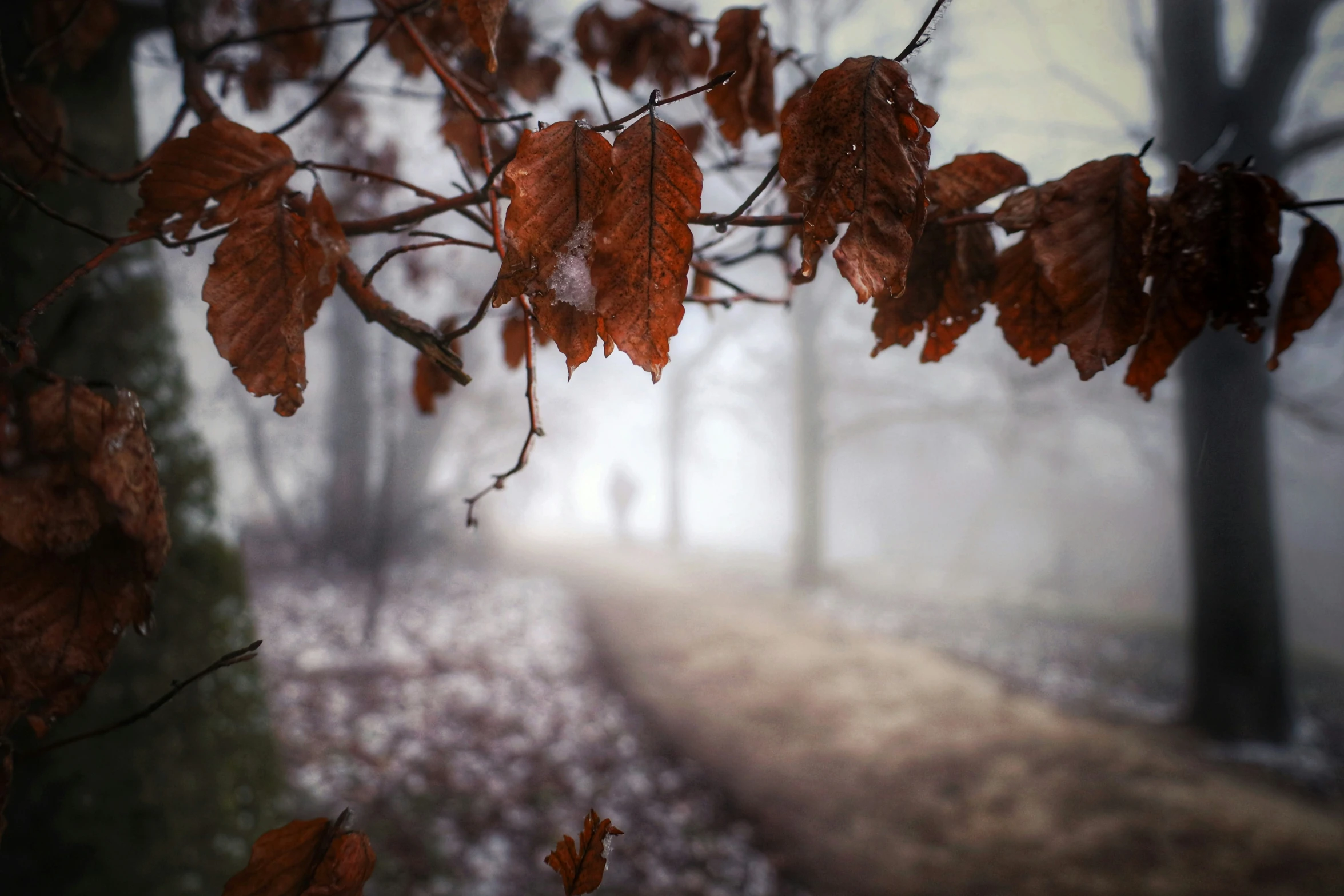 some brown leaves and bushes on the ground