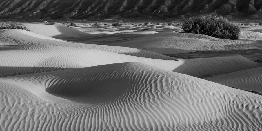 some sand hills and a bush at the side