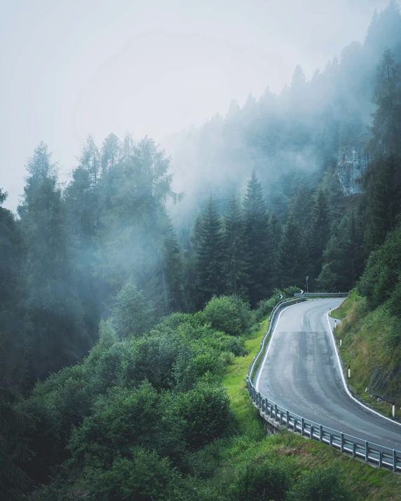 an empty winding road runs between some tall trees