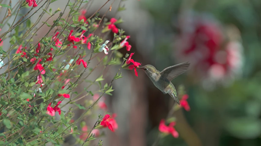 a hummingbird feeding on the same nch as the flowers