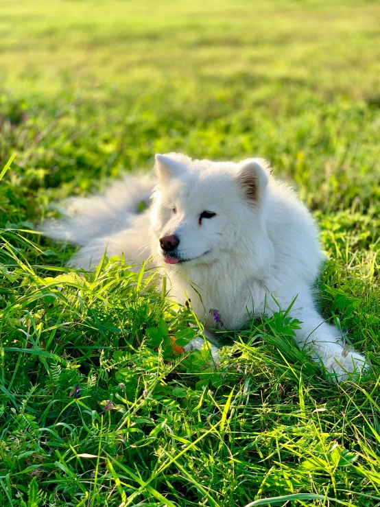 an adult dog sits in the grass with it's front paws