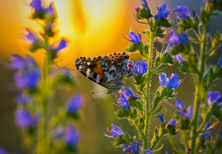 an orange and white erfly standing on a purple flower