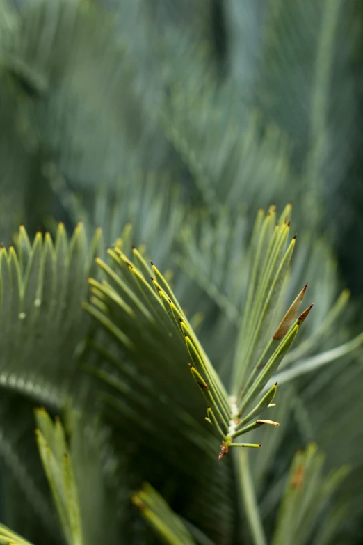 a plant is seen in the distance surrounded by leaves