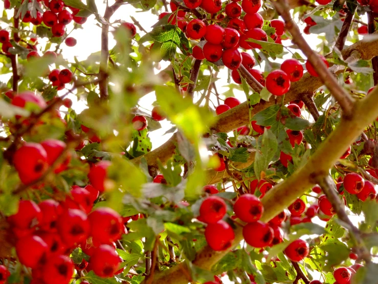 a close - up view of berries on a tree nch