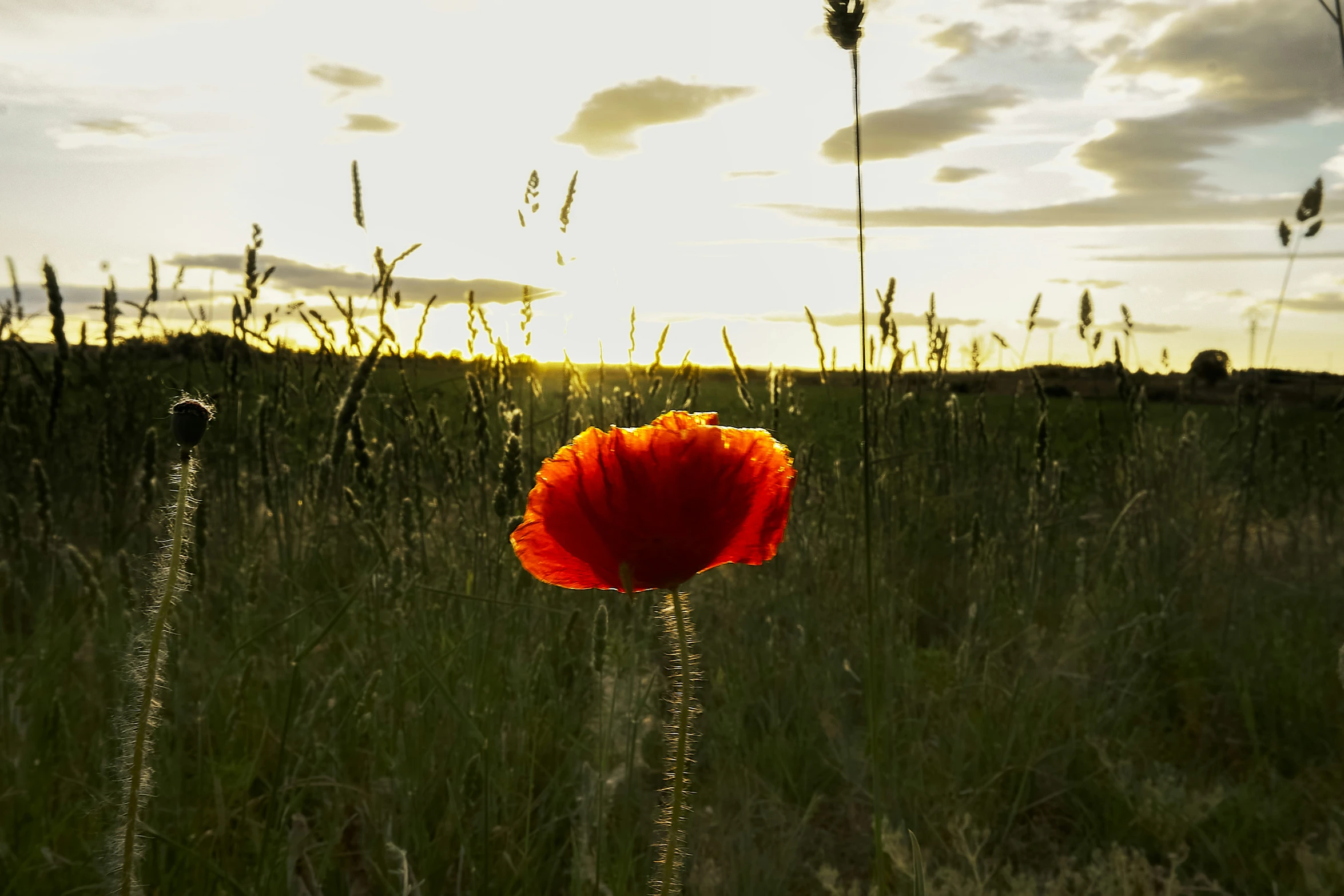 a flower sits in the middle of a field