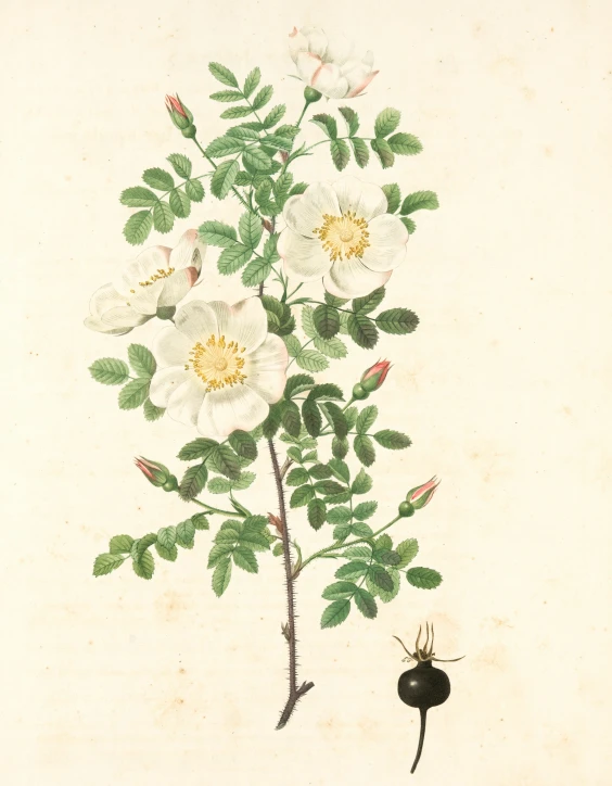 a drawing of flowers and leaves with a bug next to it