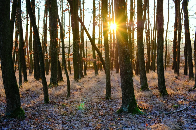 the sun's rays shine through the trees in the autumn woods