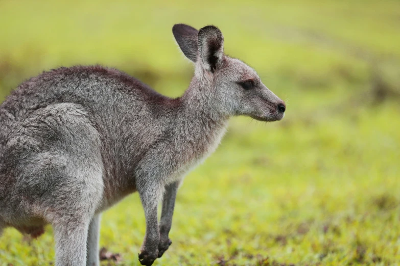 the grey kangaroo is standing in the grass