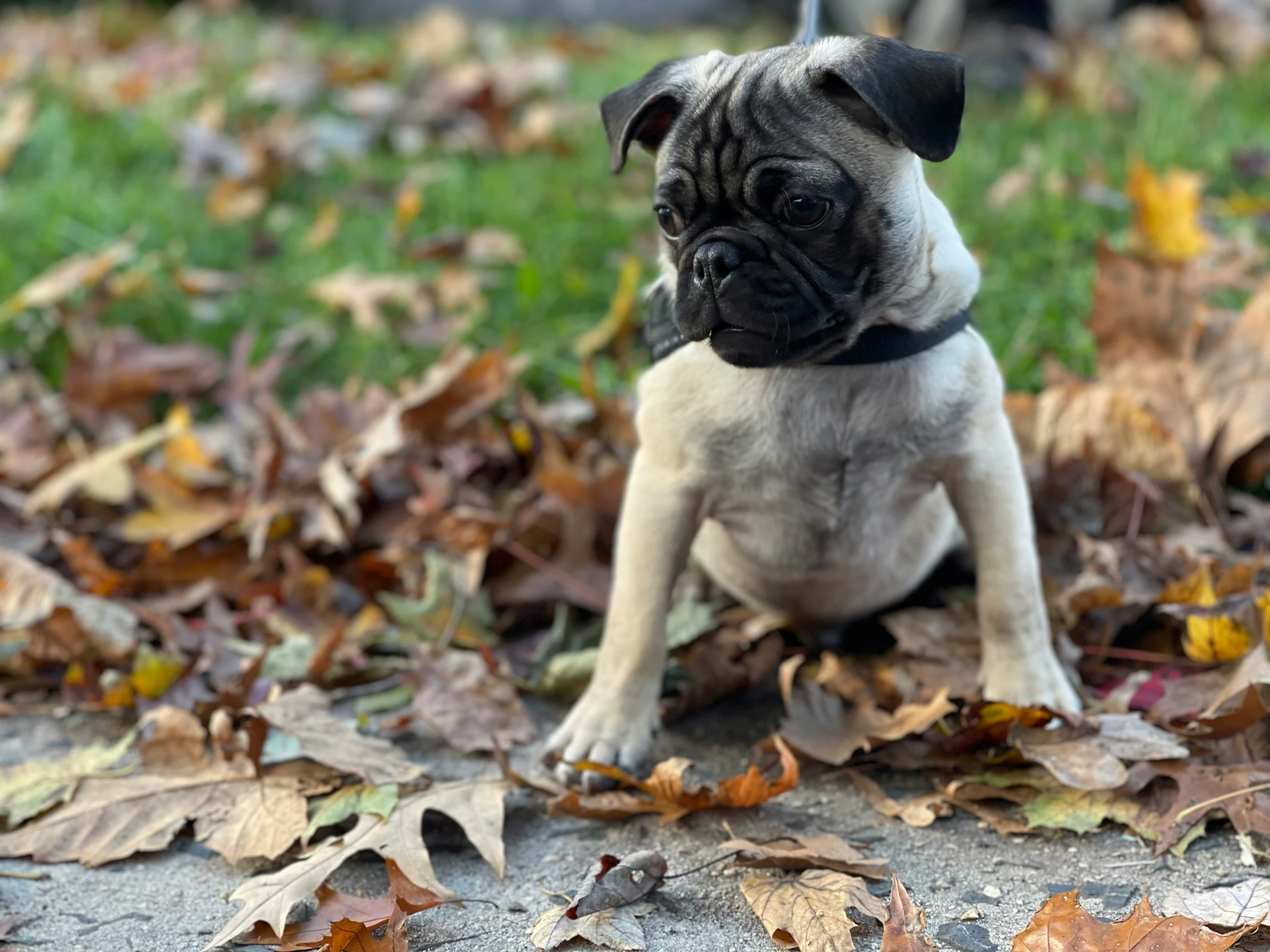 a dog that is sitting down on the ground