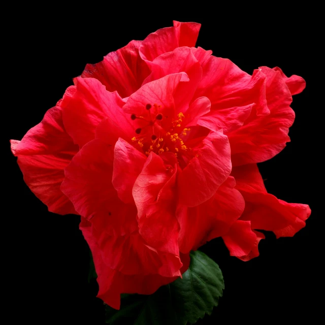 a flower with very red flowers is placed to look dark