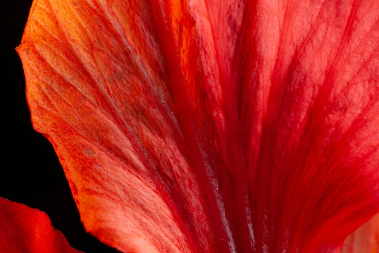 red flowers in the shape of a flower