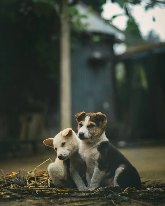 two dogs sitting on the ground near hay