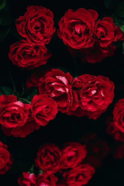 red roses are all grouped together on a black background
