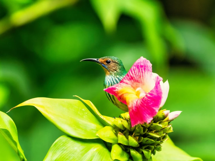 a humming bird sits on a flower