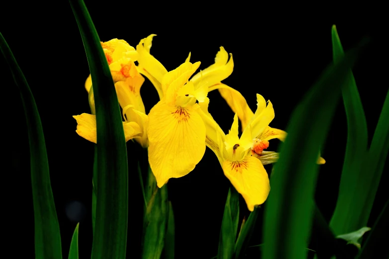 a group of yellow flowers with green grass