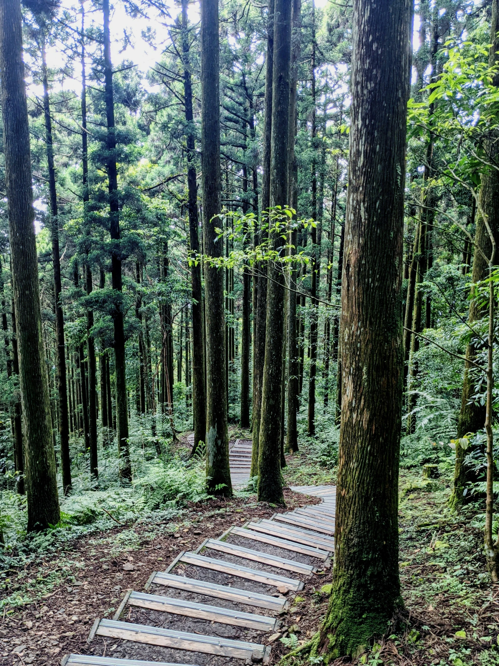 steps in the forest during springtime with pine trees