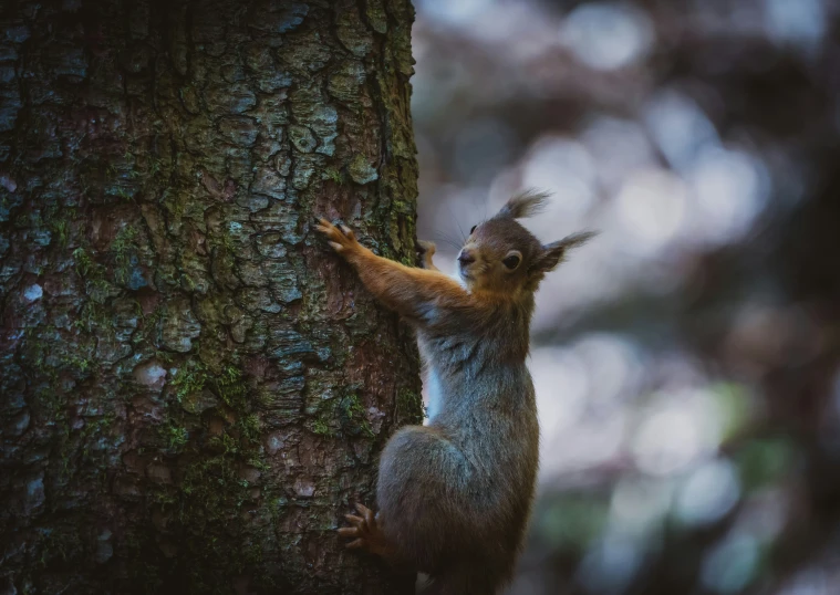 a squirrel climbing up and down a tree