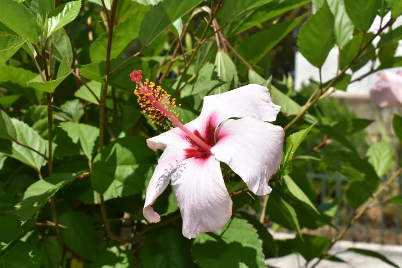 a white and pink flower with leaves around it