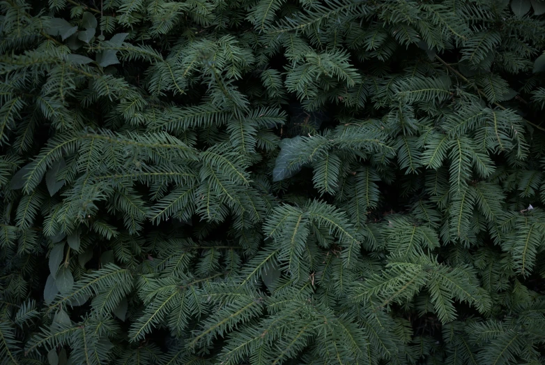 a tree filled with lots of green leaves