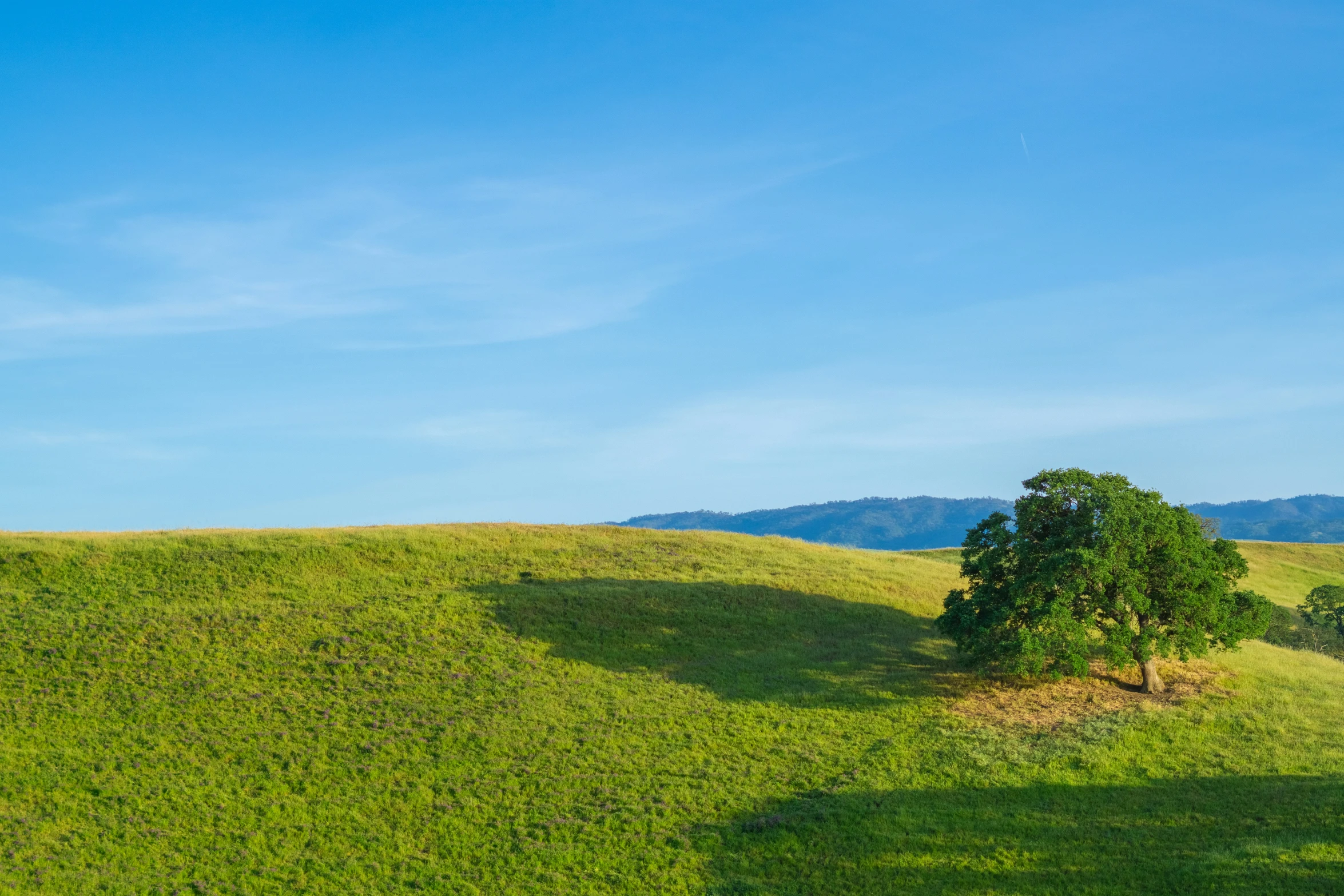 an animal standing on top of a lush green field