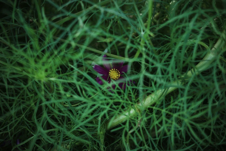 a flower that is sitting in some grass