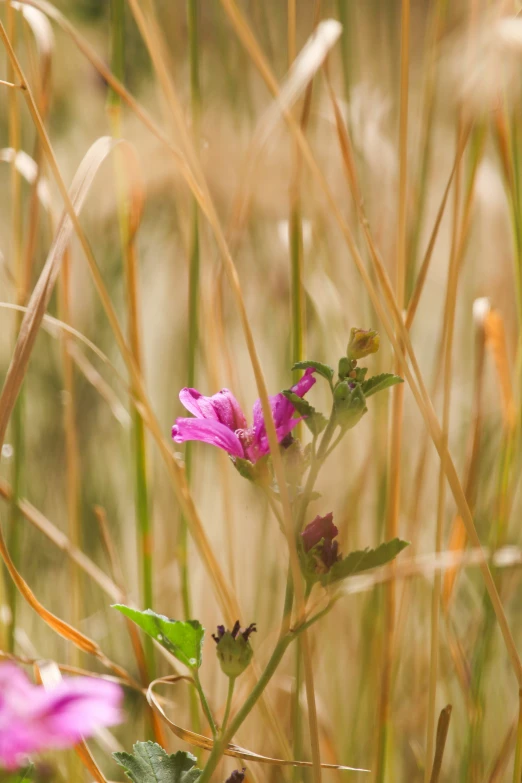 a purple flower in the middle of tall grass