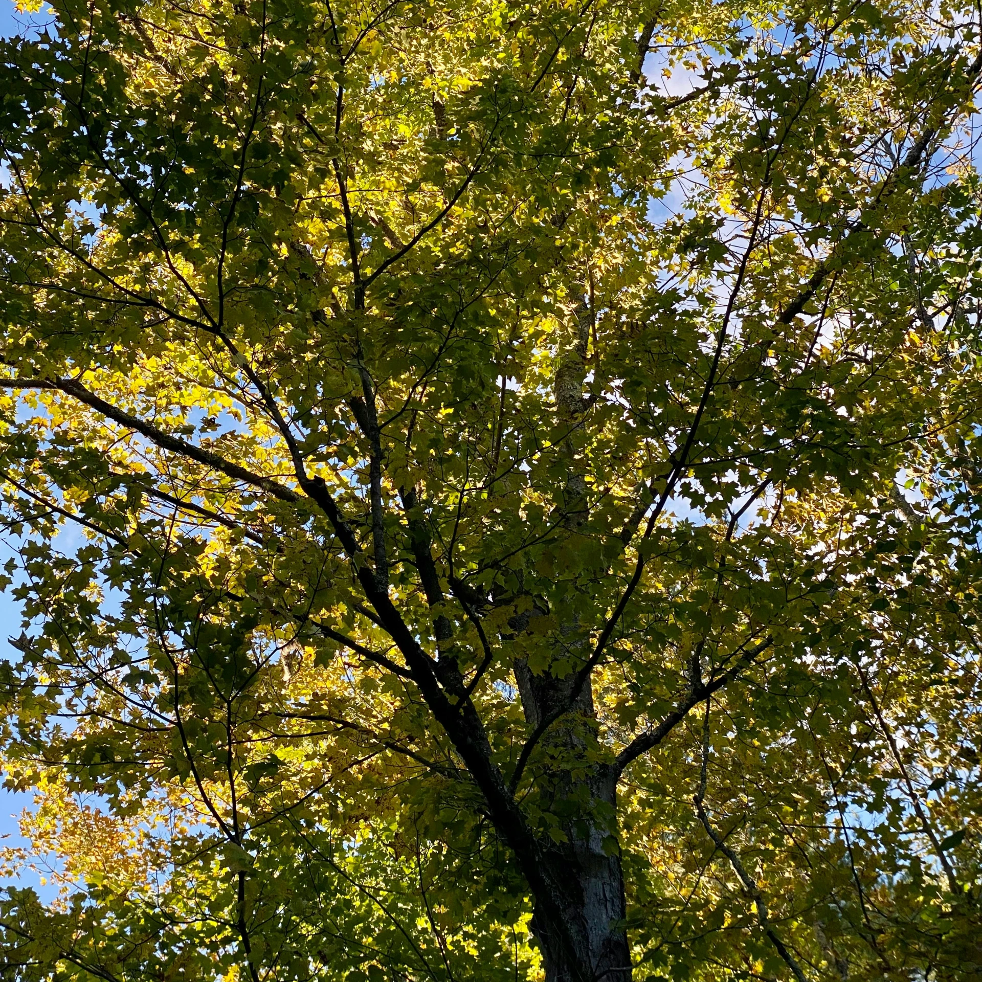 the view of a tree from below with the sky in the background
