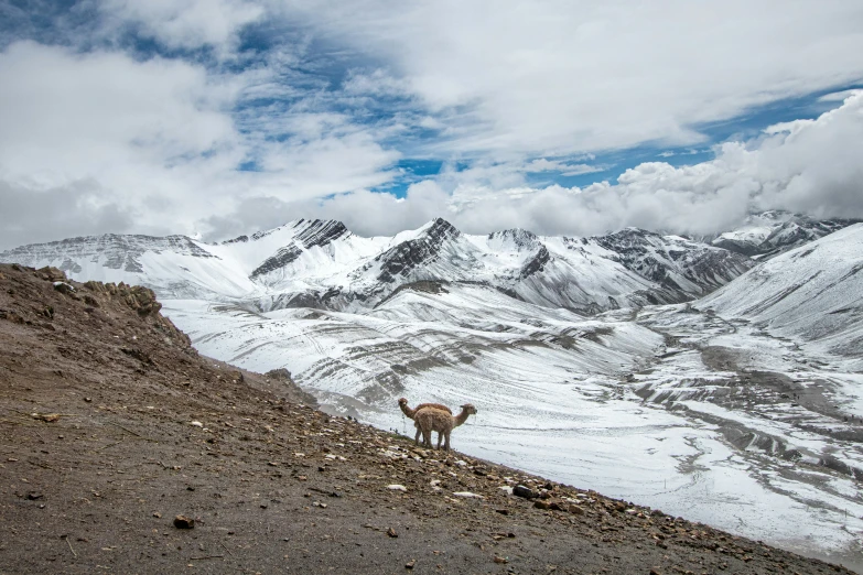 a sheep stands on a rocky hill next to snowy mountains