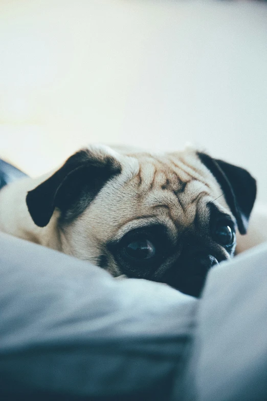 small pug lying down on top of pillows