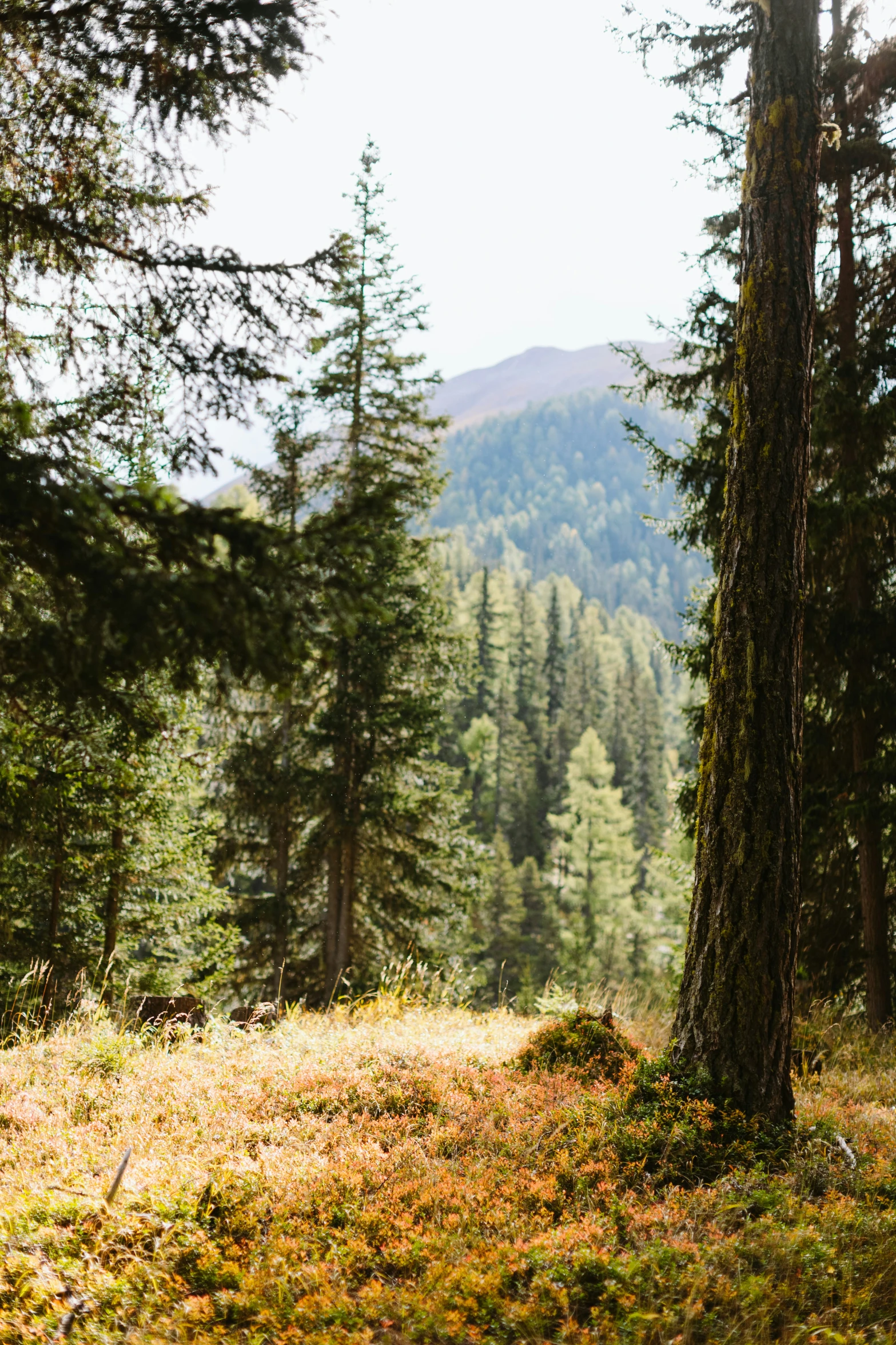 a picture of some trees in the middle of a grassy field