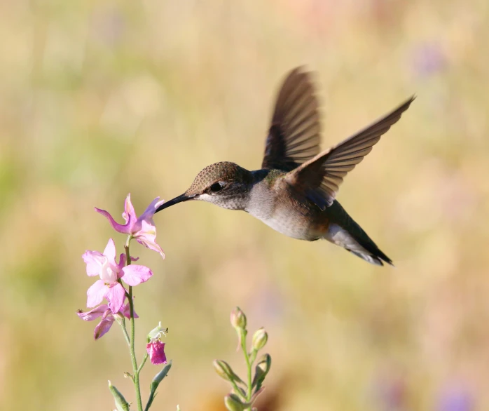 a bird flying towards a flower that is blooming