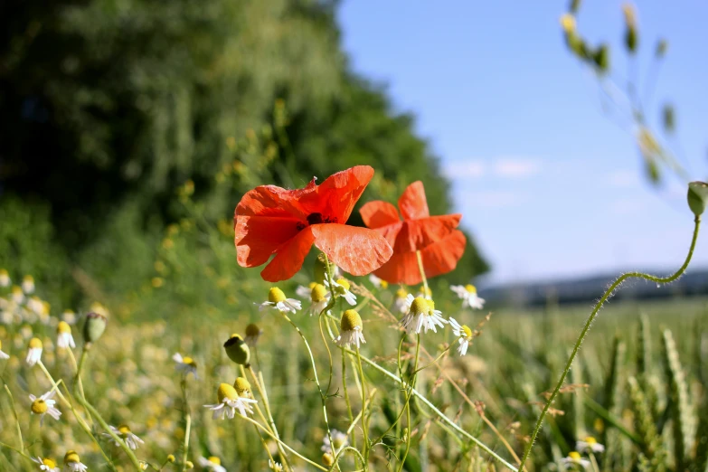 red and white flowers in the middle of an open field