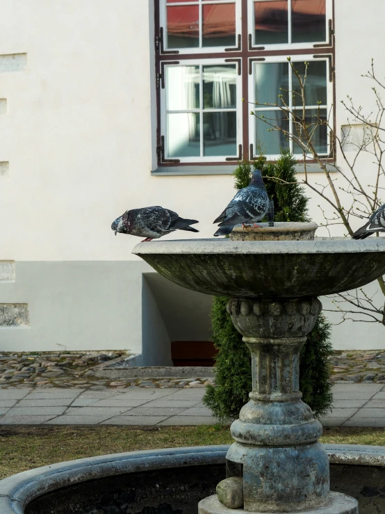 two pigeons are sitting on the edge of a garden fountain