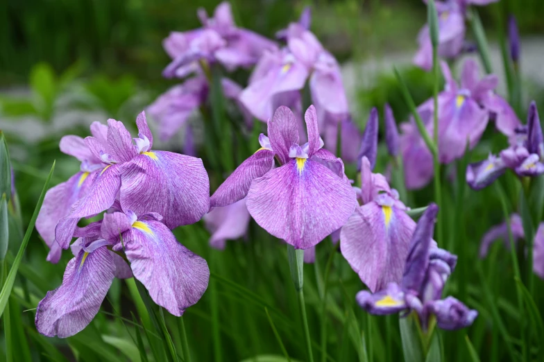 purple flowers are blooming in the green grass