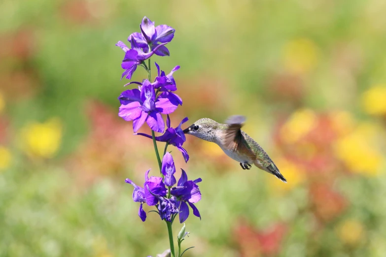 the hummingbird is flying by the purple flowers