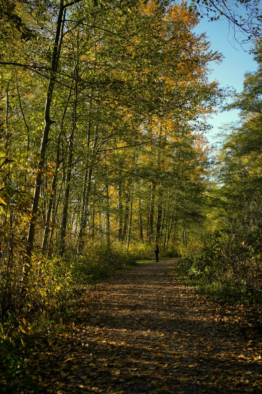 a gravel road surrounded by trees with fall foliage