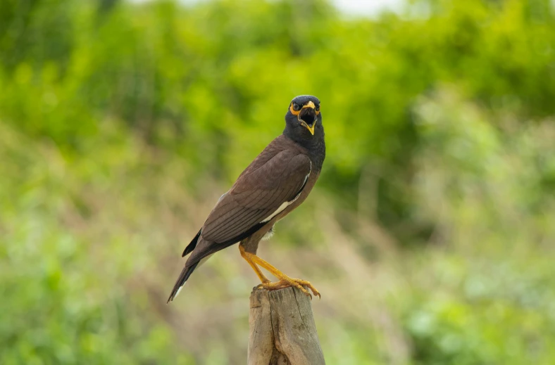 a small bird standing on a nch in a field