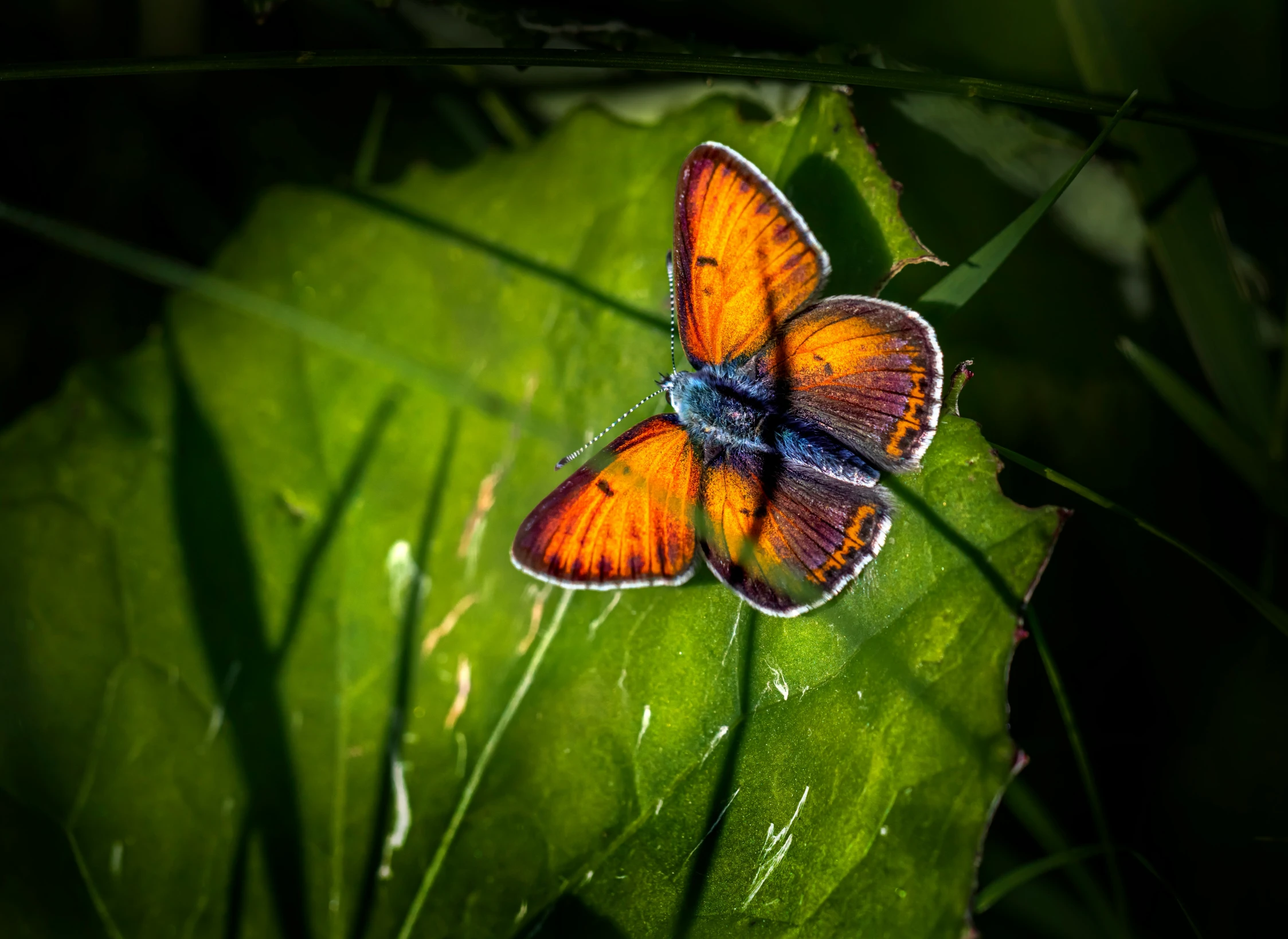 two erflies sit together on the green leaves