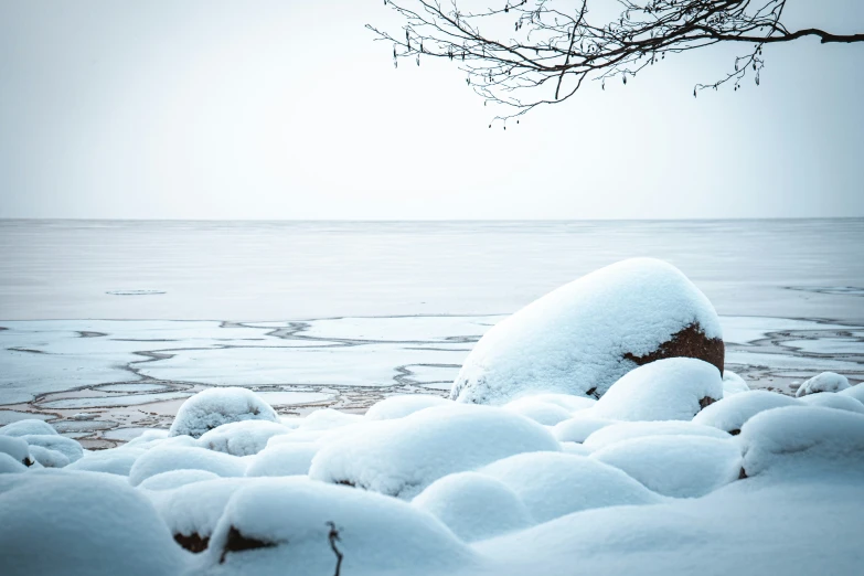 a tree nch stands on top of snow covered rocks and ice