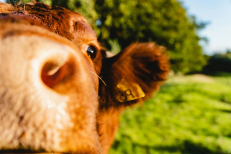 a cow that has its ears tied up to soing