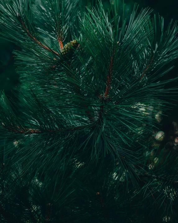 a tree that has some small leaves on it