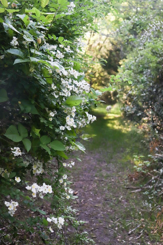 an outdoor path with white flowers and trees on either side
