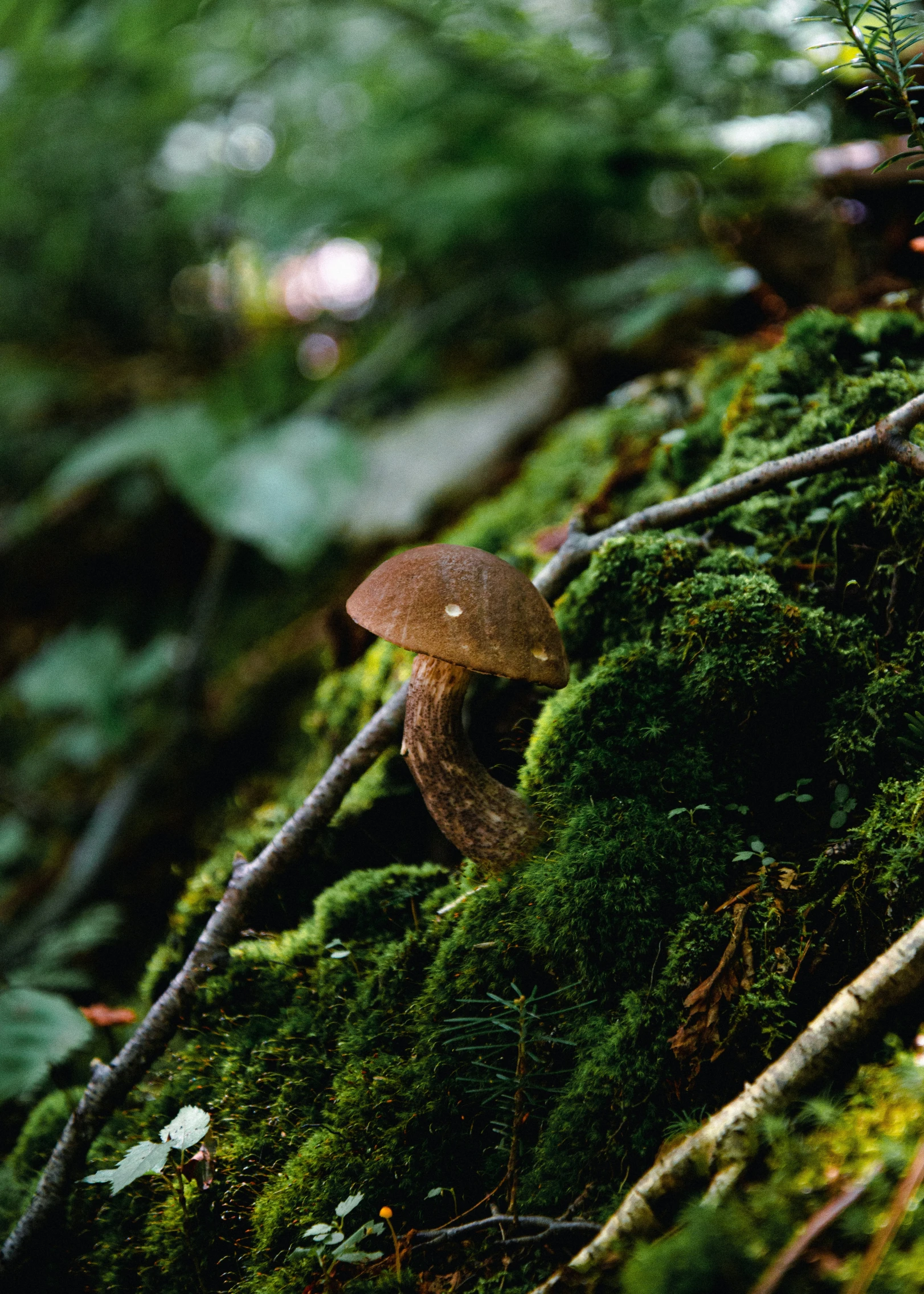 small mushroom in the middle of a mossy ground