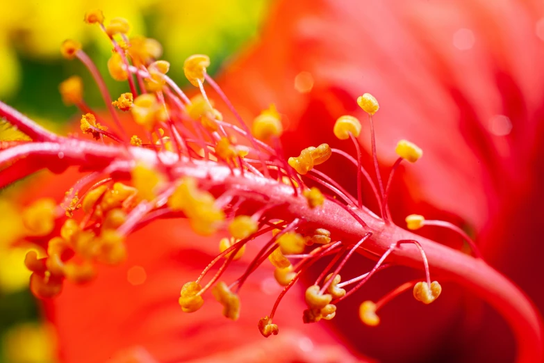 this flower looks like soing from the ground