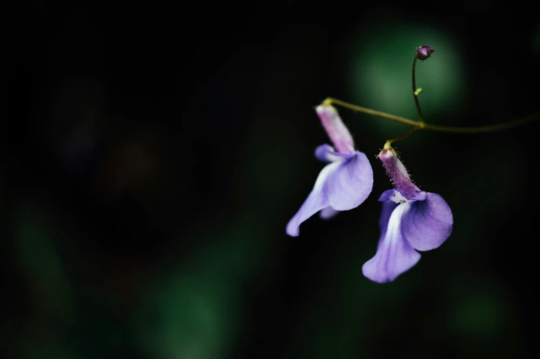 purple flowers with long stems in a garden