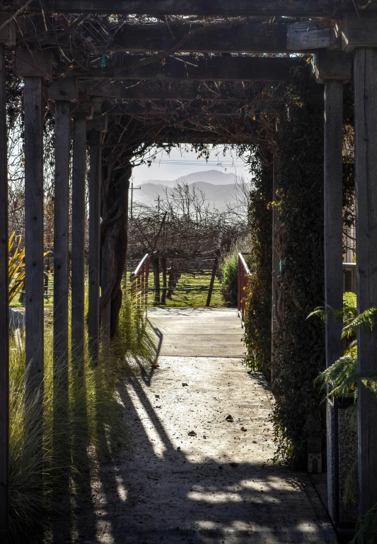 a garden covered in vines and vines on the side of a path